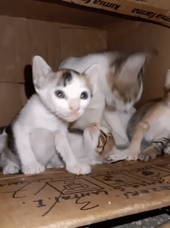 Cat family shelters in pharmacy box in Lhokseumawe
