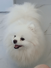 Sochi morning with a Pomeranian and blooming summer flowers