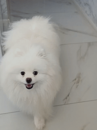 Sochi morning with a Pomeranian and blooming summer flowers