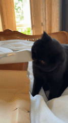 Black cat destroys cardboard box on London bed