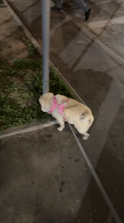 Street sweeper and a pug out on a rainy Chișinău night