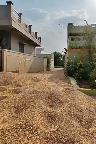 The video shows a large pile of dried corn kernels spread out on the ground between two houses. The corn kernels are mostly yellow and white in color. The houses appear to be in a rural or suburban area. The sky is partly cloudy. There is no indication of any activity or people moving in the video frame.