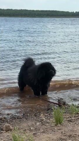 The video shows a large, black, furry dog standing in shallow water at the edge of a lake or river. The dog is on a leash that is lying on the rocky shoreline. Gentle waves are lapping against the shore.  In the background, there is a line of trees across the water. The sky is overcast.