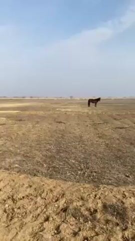The video shows a dry, open field with a few horses grazing. The sky is blue, but hazy, with a line of trees visible in the distance. The ground is cracked and mostly barren, with some sparse vegetation. There are a few horses visible in the field. In the first shot, a black horse stands in the field. Then, a brown horse with a white marking on its face stands further away in the second half of the video. The camera pans across the landscape, showing the expanse of the field.