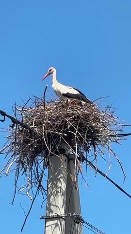 A white stork with black wing tips and a red beak stands in a large nest made of sticks on top of a concrete utility pole. The nest is situated against a clear blue sky. Power lines are visible in the foreground. The stork is facing to the left and looking slightly downwards.