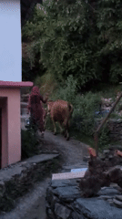 Rural daily life captured in Bhagsu, India