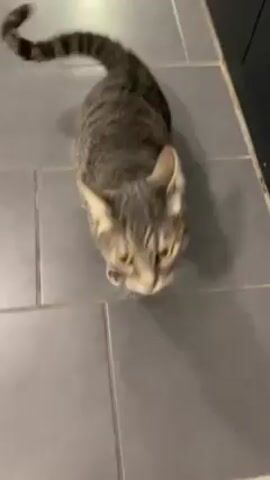 A gray tabby cat stands on gray tile. The cat is looking at the camera. Someone makes a whistling sound. The cat yawns.