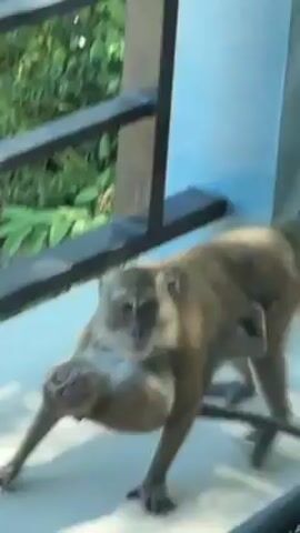 On a balcony with white tile flooring and a black railing, a light brown monkey with a long tail stands. The monkey then sits, cradling a baby monkey to its chest with one arm. The two monkeys face the camera initially and then turn their heads to the right. Green foliage can be seen through the railing in the background. The building behind the monkey is blue on the right side.