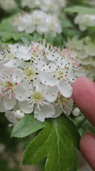 Person touches white flowers in close-up garden moment