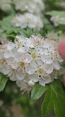 Person touches white flowers in close-up garden moment