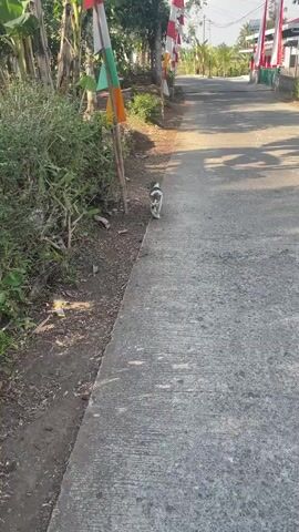 A kitten walks along the side of a paved road. The kitten is black and white. The road is lined with bushes and trees on the left side, and houses with red and white flags on the right side. The sun is shining, casting shadows on the road.