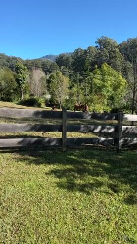 A video captures a sunny outdoor scene with a wooden fence in the foreground. Beyond the fence, a grassy area leads to a group of horses. One horse is lying down, while two others stand near it. The background features trees, vegetation, and a clear blue sky. The overall impression is of a peaceful rural environment.