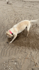 Dog digs hole in sand at Riga beach