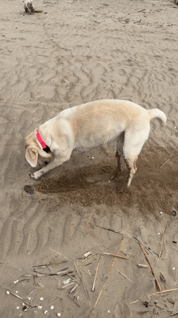 Dog digs hole in sand at Riga beach