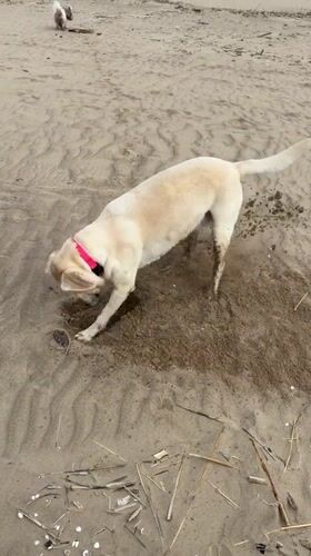 Dog digs hole in sand at Riga beach