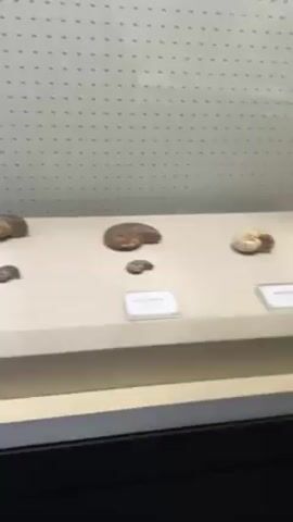 The video shows a museum display of several fossils. The fossils are mostly spiral shaped, in varying sizes and shades of brown and gray. They are arranged on a beige shelf within a glass display case. Each fossil is an individual exhibit. There are also small placards in front of some of the fossils. The backdrop of the display case is a white surface with a uniform grid of small black dots.