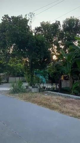 The video shows a view from a moving vehicle on a paved road. The sun is low in the sky, casting a warm glow through the leaves of trees. There are several trees with green foliage, some appearing to be mature. Behind the trees, there are buildings that appear to be houses or small shops, some with visible roofs and walls. There are also some plants and dry grass along the roadside. The overall environment seems to be a rural or semi-urban area, possibly in a tropical or subtropical region, given the vegetation and building styles. The time of day appears to be either sunrise or sunset.