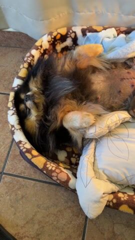 The video shows a Pomeranian dog lying on its back in a brown and yellow dog bed. It has black, brown, and tan fur, and its belly is exposed with visible nipples. A white blanket with a floral pattern is underneath the dog. The dog's legs are spread out, and it appears to be sleeping peacefully. The dog bed is sitting on a tiled floor.