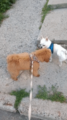 Two dogs meet on a wet Kyiv sidewalk, July 2026.
