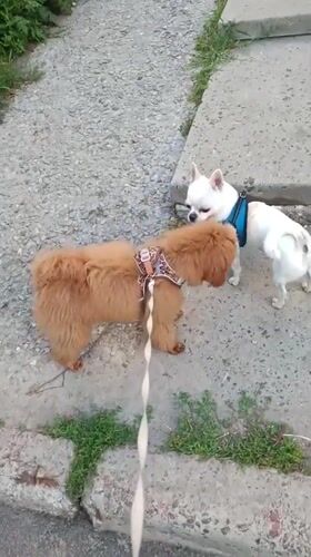 Two dogs meet on a wet Kyiv sidewalk, July 2026.
