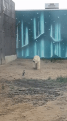 Polar bear spotted in enclosure with bird in Perm