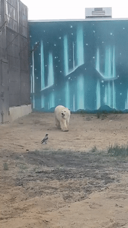 Polar bear spotted in enclosure with bird in Perm