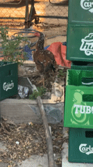 Hen and chicks forage near beverage crates in Đà Nẵng