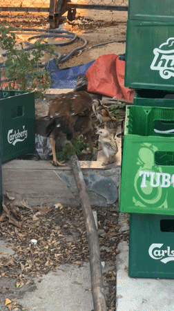 Hen and chicks forage near beverage crates in Đà Nẵng