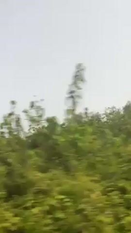 The video shows a view of green trees and a hazy sky, likely taken from a moving vehicle. The camera is pointed upwards, capturing the foliage and the sky. There is no visible person or object in the primary view, just the blur of motion.
