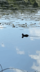 Wildlife observed at lily pad lake during morning hours