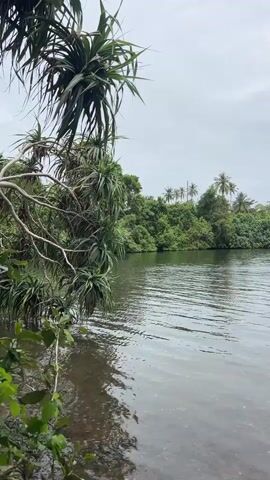 The video shows a serene body of water with lush green foliage framing the foreground. In the distance, a tree-lined shore is visible, dotted with palm trees. A small, weathered blue boat rests near the shore in the lower right corner. Further out on the water, a floating platform with blue barrels is visible, and a larger blue boat is tied to it. The sky is overcast, contributing to a peaceful, tranquil atmosphere. The camera pans slowly, offering different perspectives of the landscape.