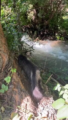 A tabby cat with a fluffy tail is positioned on a dirt path next to a tree. The cat is looking down and to the right. Behind the cat, a stream flows rapidly with whitewater. The area is surrounded by lush green foliage and trees. The lighting suggests it is daytime.