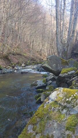 The video shows a stream flowing through a forest. The stream has clear water and is surrounded by rocks and trees. The trees are bare, suggesting it is either late fall or early spring. The rocks are covered in moss. The camera moves along the stream, showing the water flowing over rocks and creating small rapids.