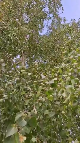 The video shows a low-angle view looking up into the canopy of a large tree. The leaves are green and appear to be rustling, suggesting there is a breeze. The trunk of the tree is visible in the upper left portion of the frame, with its distinctive light-colored bark. The sky is visible through the leaves and appears to be a pale blue. The overall impression is of a calm, outdoor environment on a possibly sunny day. No people or other objects are discernible in the video.