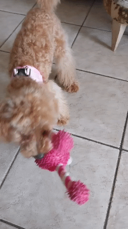 Tan poodle's quiet morning at home in Aprilia