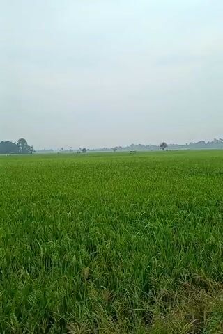 The video captures a wide, panoramic view of a vast green rice field under a bright, somewhat hazy sky. The camera slowly pans from left to right, revealing an expansive agricultural landscape. The rice plants are a vibrant green, appearing lush and healthy, filling the foreground and midground. In the distance, a line of trees, including some palm trees, marks the horizon, suggesting a rural setting. Some indistinct shapes, possibly distant vehicles or small structures, can be seen in the far background as the camera pans. The scene conveys a sense of peacefulness and natural beauty in what appears to be the countryside of Keudeblangara, Indonesia. No people are visible.