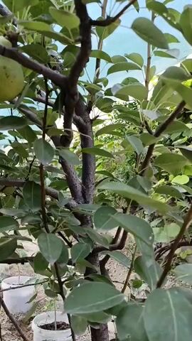 The video shows a close-up view of a pear tree with several pears growing on its branches. The camera slowly pans across the tree, focusing on the fruit and foliage. The pears are green and appear to be unripe. The tree is in an outdoor setting, possibly a garden or orchard, with a hazy sky visible in the background. The branches are brown and twisted, and the leaves are a vibrant green. There are no people or animals visible in the video.