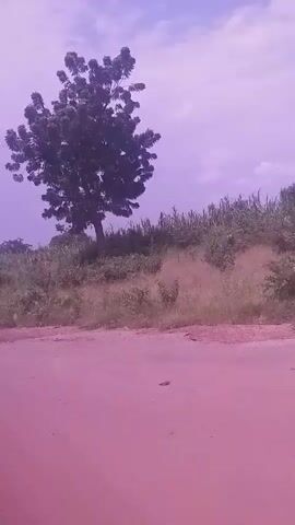 The video captures a view from a moving vehicle, looking out at a rural landscape under a hazy, purple-tinted sky. The foreground is a reddish-pink dirt road. Beyond the road, there is dry grass and low-lying green bushes. In the midground, a solitary, full-leafed tree stands prominently. Further back, more dense green foliage and some taller vegetation, possibly crops, stretch across the horizon. The sky above is filled with light clouds. The camera pans slowly to the right, revealing more of the vegetation and the expansive sky. There are no people or animals visible. The overall impression is one of a journey through a somewhat arid, vegetated area.