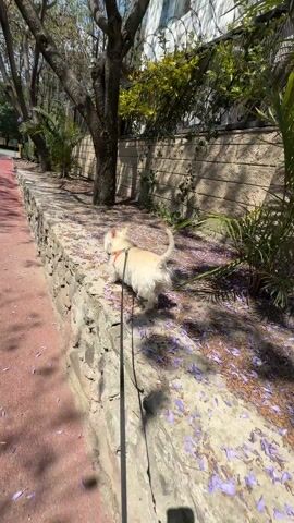 The video shows a person walking a small, light-colored dog on a leash outdoors. The dog walks along a stone ledge covered in fallen purple flower petals. The person is wearing a black long-sleeved shirt, greenish-gray shorts, and white shoes. They have their brown hair pulled back in a ponytail and are wearing white wireless earbuds. The person briefly points the camera down to show themselves. The setting is a sunny outdoor environment with trees, a stone wall, and a red sidewalk.