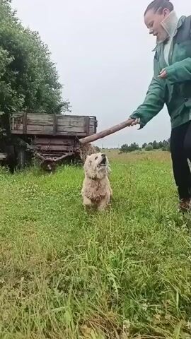 A medium-sized, shaggy, light-colored dog with its mouth open is looking up at a wooden stick being held by a person wearing a green sleeve. The scene appears to be outdoors in a grassy field with a cloudy sky. A rustic trailer or cart is visible in the background.