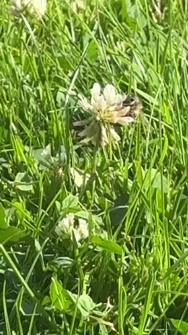 The video shows a bee on a white clover flower in green grass. The bee is moving around the flower, seemingly collecting nectar or pollen. The grass is lush and green, suggesting a sunny day. There are other clover flowers visible in the background, as well as blades of grass. The focus is on the bee and its activity on the clover. The video appears to be shot from a slightly elevated angle, looking down on the clover patch.