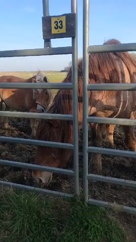 The video shows two brown horses in a muddy pen. A metal gate separates the viewer from the horses. A sign reading "33" is affixed to the gate. A dog on a leash walks past the gate, looking at the horses. The area outside the pen is grassy. The sky is blue.