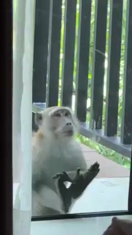 A monkey is sitting outside a glass door, looking inside. The monkey is light brown with black hands. Behind the monkey is a black railing and some green foliage. A sheer curtain is to the left of the door. Music plays in the background.