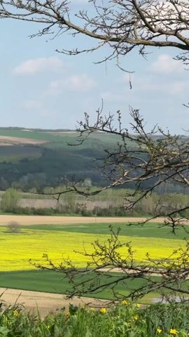 The video pans across a landscape of rolling hills and fields in varying shades of green, brown, and yellow, under a blue sky with scattered clouds. The foreground is partially obscured by a leafless tree, its branches reaching into the frame. The camera movement starts focused on a lower elevation and pans up and across the scene, revealing more of the expansive landscape. The fields are distinctly divided, suggesting different crops or stages of growth. The background features distant hills, some covered in dense forest. The overall impression is one of a rural, agricultural landscape on a bright, sunny day.