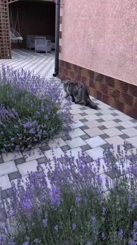 A long-haired cat with gray and brown fur walks beside a bush of blooming lavender flowers. The cat is walking on a patio paved with light and dark gray square tiles. In the background, there is an outdoor seating area with chairs and a table. A hammock hangs from a wooden structure on the left side of the frame. The wall of a building is visible on the right, with a drainpipe attached to it. The scene appears to be a backyard or patio.