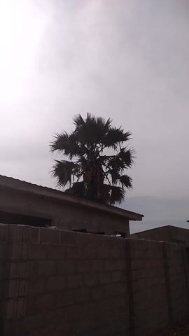 A palm tree rises behind a brick wall and an unfinished building, its silhouette stark against a cloudy sky.  The tree is burdened with clusters of orange fruit.  The scene feels slightly overcast, with the muted colors of the wall, building, and sky creating a somber mood.