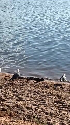 A person is swimming in a body of water, with two seagulls standing on the shore in the foreground. The water is clear and blue, with ripples on the surface. The shore is made of sand and small rocks. The video pans to the right, revealing three more seagulls on the shore, some of which are facing the water, and one of which is facing away from the camera. The person in the water appears to be swimming away from the shore.