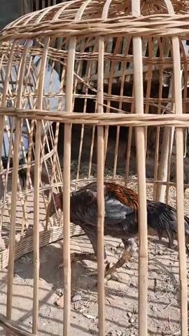 A rooster is standing inside a bamboo cage. The rooster is mostly dark grey and black with some reddish-brown feathers on its back and wings. It has a red comb and wattle. The rooster is facing to the left and looking down at the ground. The cage is made of vertical bamboo poles with curved bamboo at the top. The ground inside the cage appears to be dirt. In the background, there is another similar cage and possibly some white fabric or plastic. The scene is outdoors in daylight.