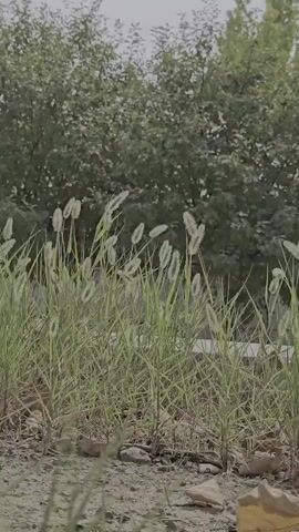 The video shows a close-up shot of a patch of grass with foxtail-like seed heads. The grass is green and appears to be growing in dry, sandy soil. There are a few fallen leaves scattered on the ground. In the background, there is a dense line of trees and foliage. The lighting is soft, suggesting an overcast day or early morning/late evening. There are no people or animals visible. The camera is static, and there is no discernible action or interaction occurring. The overall environment appears to be a natural, outdoor setting.