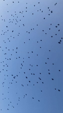 Sunset and starlings over the Kızılırmak River in Avanos